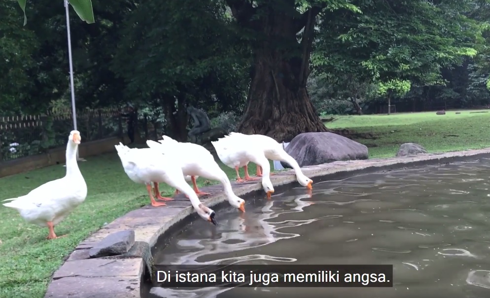 Dua nama kuda peliharaan Jokowi di Istana Bogor ini unik