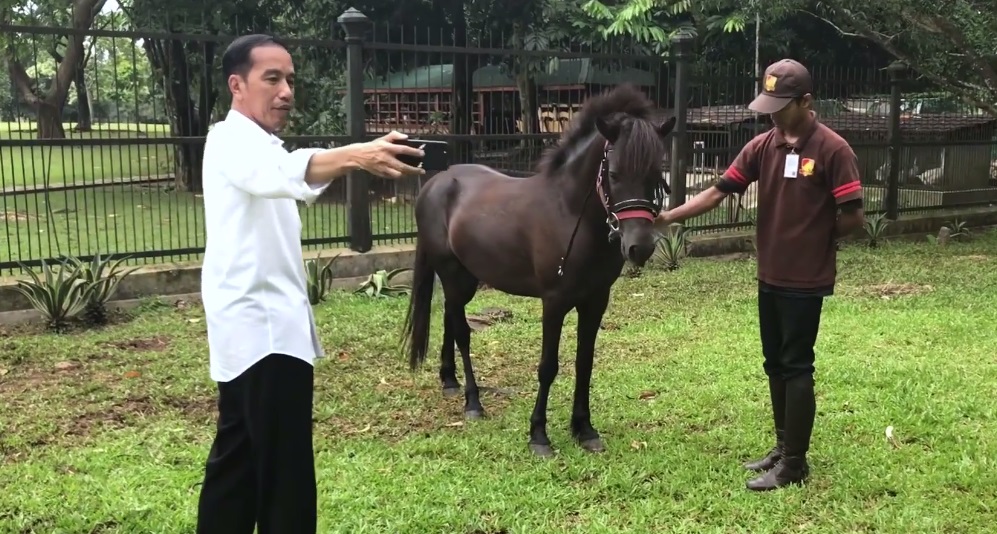 Dua nama kuda peliharaan Jokowi di Istana Bogor ini unik