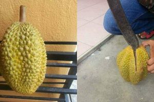 Beli durian Rp 15 ribu, saat dibelah isinya mengejutkan
