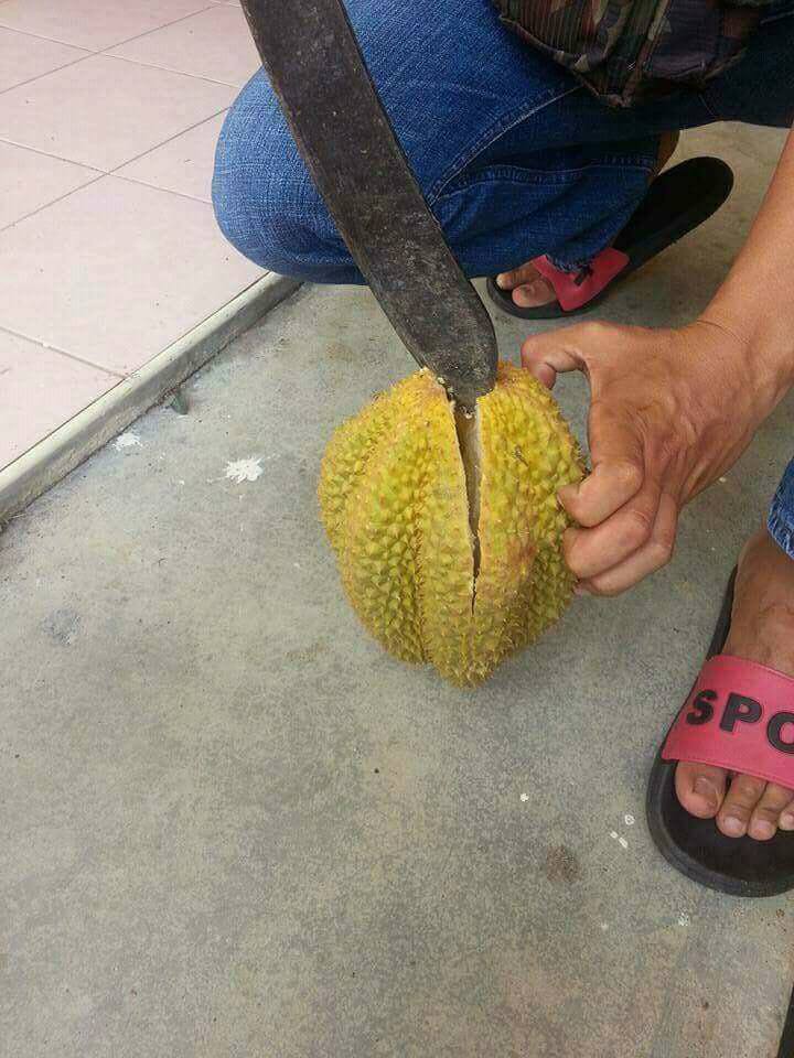 Beli durian Rp 15 ribu, saat dibelah isinya mengejutkan