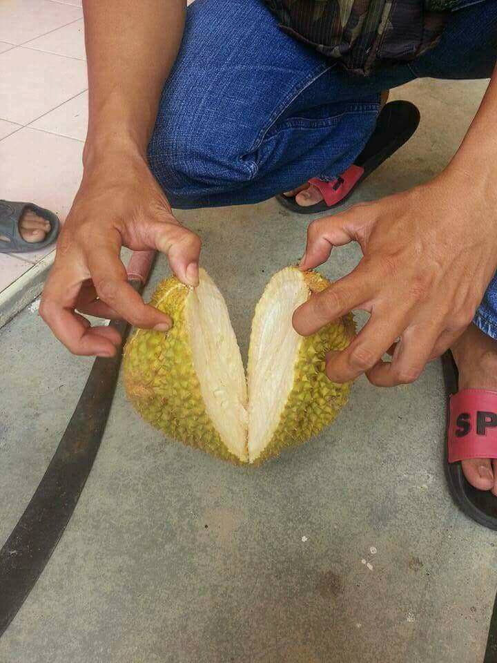 Beli durian Rp 15 ribu, saat dibelah isinya mengejutkan
