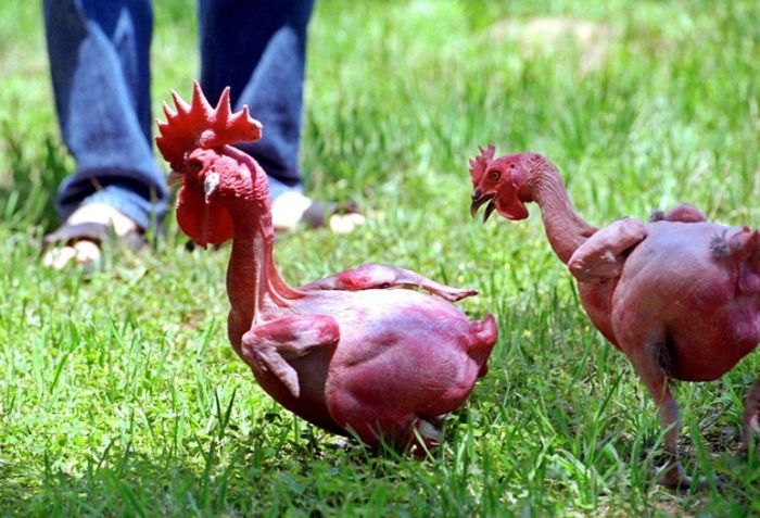 Ilmuwan ini berhasil ciptakan ayam tanpa bulu pertama di dunia