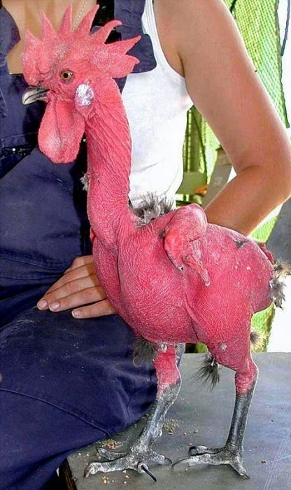 Ilmuwan ini berhasil ciptakan ayam tanpa bulu pertama di dunia