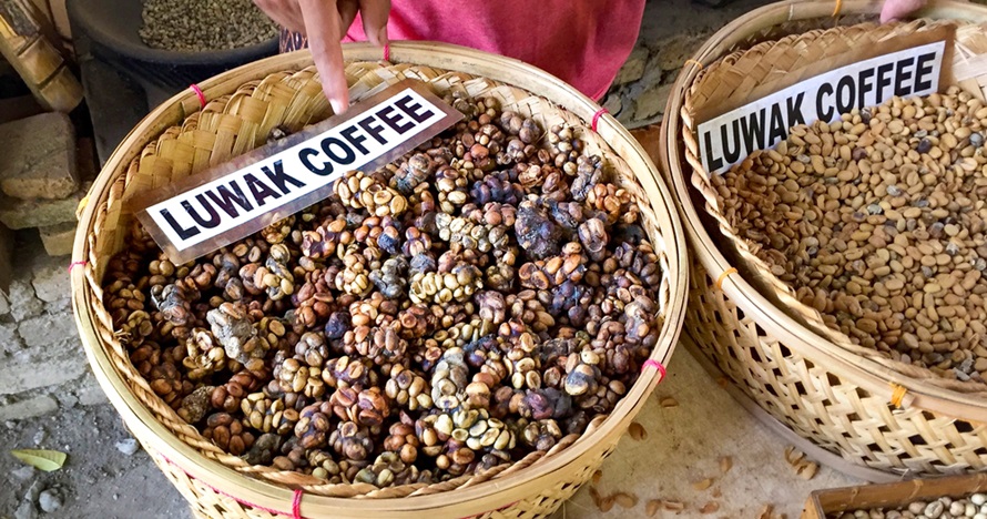 6 Fakta kopi luwak, mungkinkah dijual dengan harga murah?