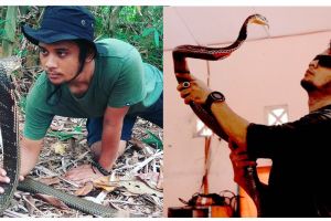 Anak SMA tewas digigit kobra peliharaannya, ini kata Panji Petualang