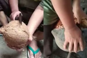 Tutorial nyungkil kelapa pakai pangot ini bakal berguna banget, kocak