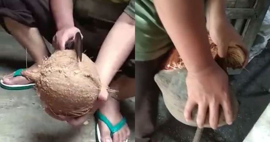Tutorial nyungkil kelapa pakai pangot ini bakal berguna banget, kocak