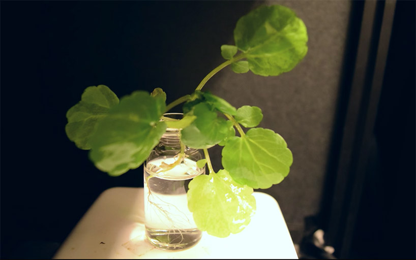 Ilmuwan ini ciptakan tanaman yang bisa menyala sendiri, gantikan lampu