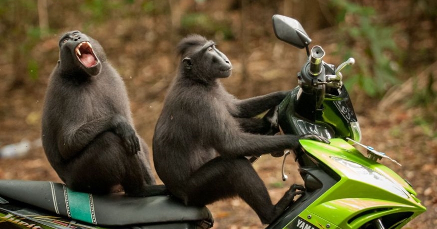 10 Momen hewan paling lucu yang tertangkap kamera di tahun 2017