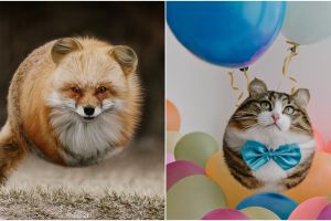 10 Hewan ini tampak seperti bola melayang di udara, menggemaskan