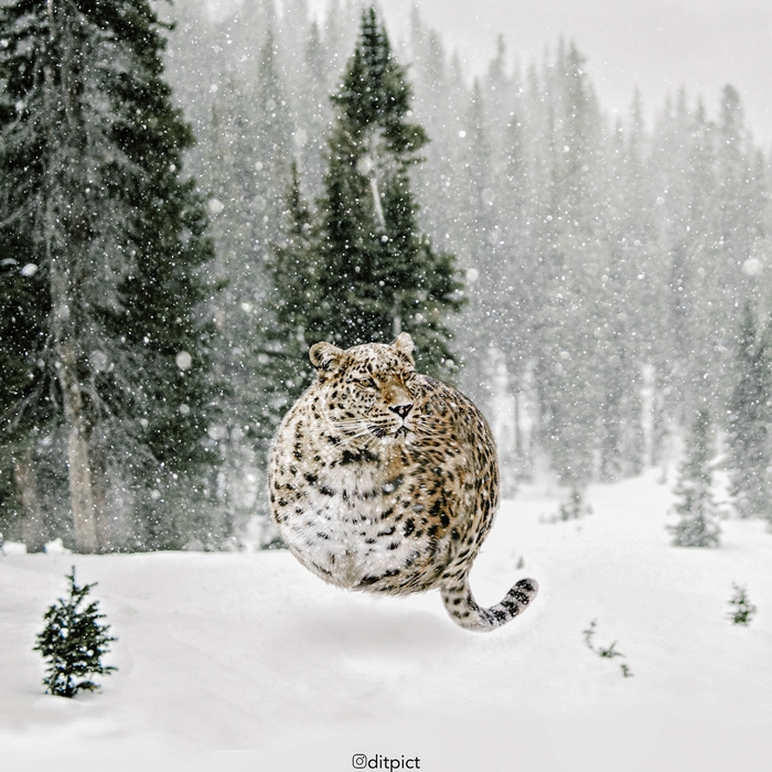 10 Hewan ini tampak seperti bola melayang di udara, menggemaskan