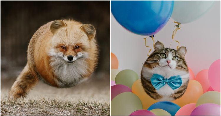 10 Hewan Ini Tampak Seperti Bola Melayang Di Udara Menggemaskan