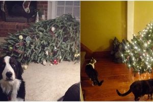 12 Momen ketika hewan kesayangan merusak kebahagiaan Natal, duh! 