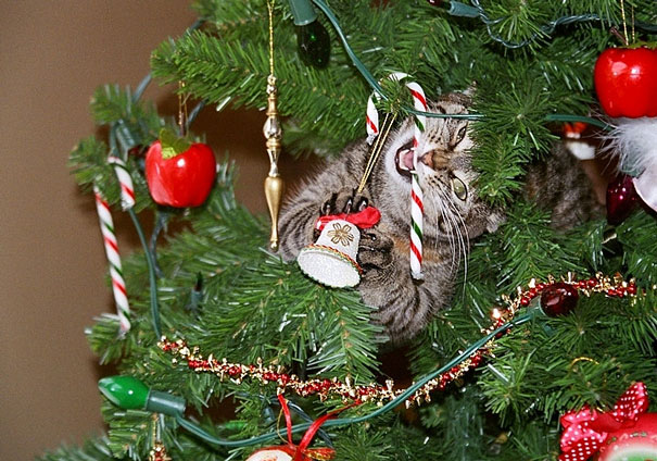 12 Momen ketika hewan kesayangan merusak kebahagiaan Natal, duh! 