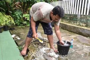 5 Orang Indonesia ini punya piaraan ekstrem, dari buaya hingga harimau