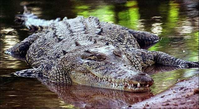 5 Orang Indonesia ini punya piaraan ekstrem, dari buaya hingga harimau