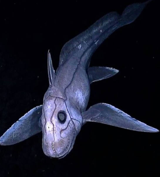 Penampakan 20 hewan dasar laut ini bikin merinding, serem abis