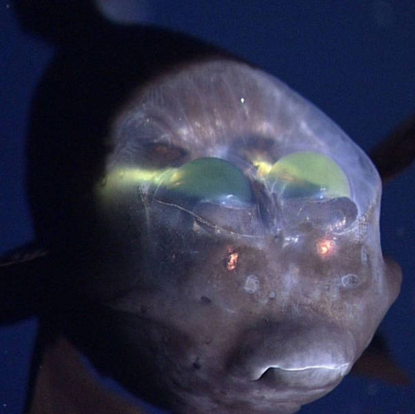 Penampakan 20 hewan  dasar  laut  ini bikin merinding serem abis