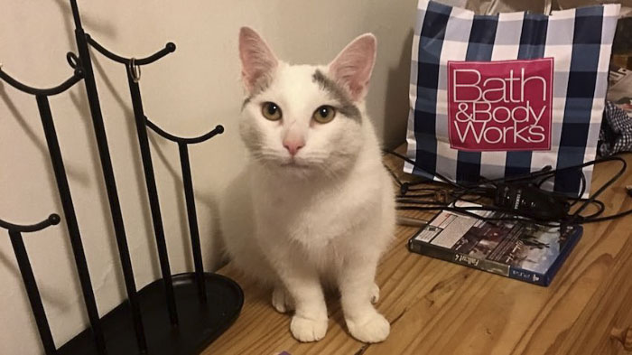 Kucing ini dijuluki 'ninja cat', coba temukan sosoknya di 10 foto ini