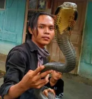5 Orang ini tewas digigit ular kobra peliharaannya sendiri 
