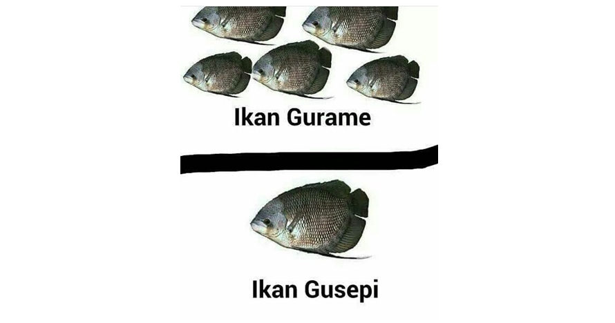 10 Meme jenis ikan ini recehnya bikin tersenyum kecut