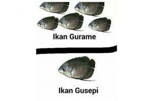 10 Meme jenis ikan ini recehnya bikin tersenyum kecut