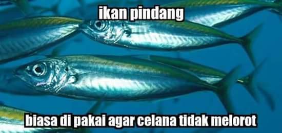 10 Meme jenis ikan ini recehnya bikin tersenyum kecut