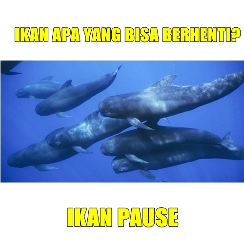 10 Meme jenis ikan ini recehnya bikin tersenyum kecut