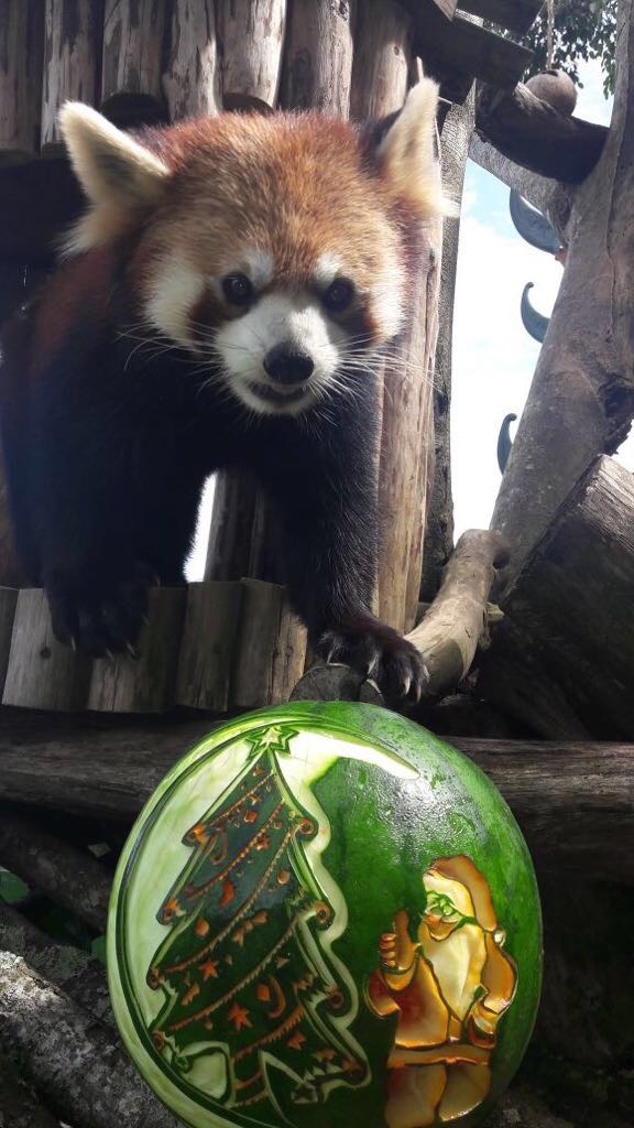 Rayakan natal, dua panda di Taman Safari Indonesia dapat hadiah