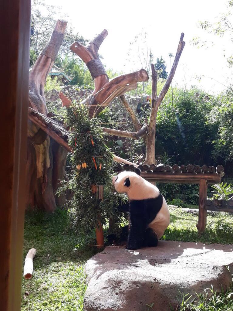 Rayakan natal, dua panda di Taman Safari Indonesia dapat hadiah