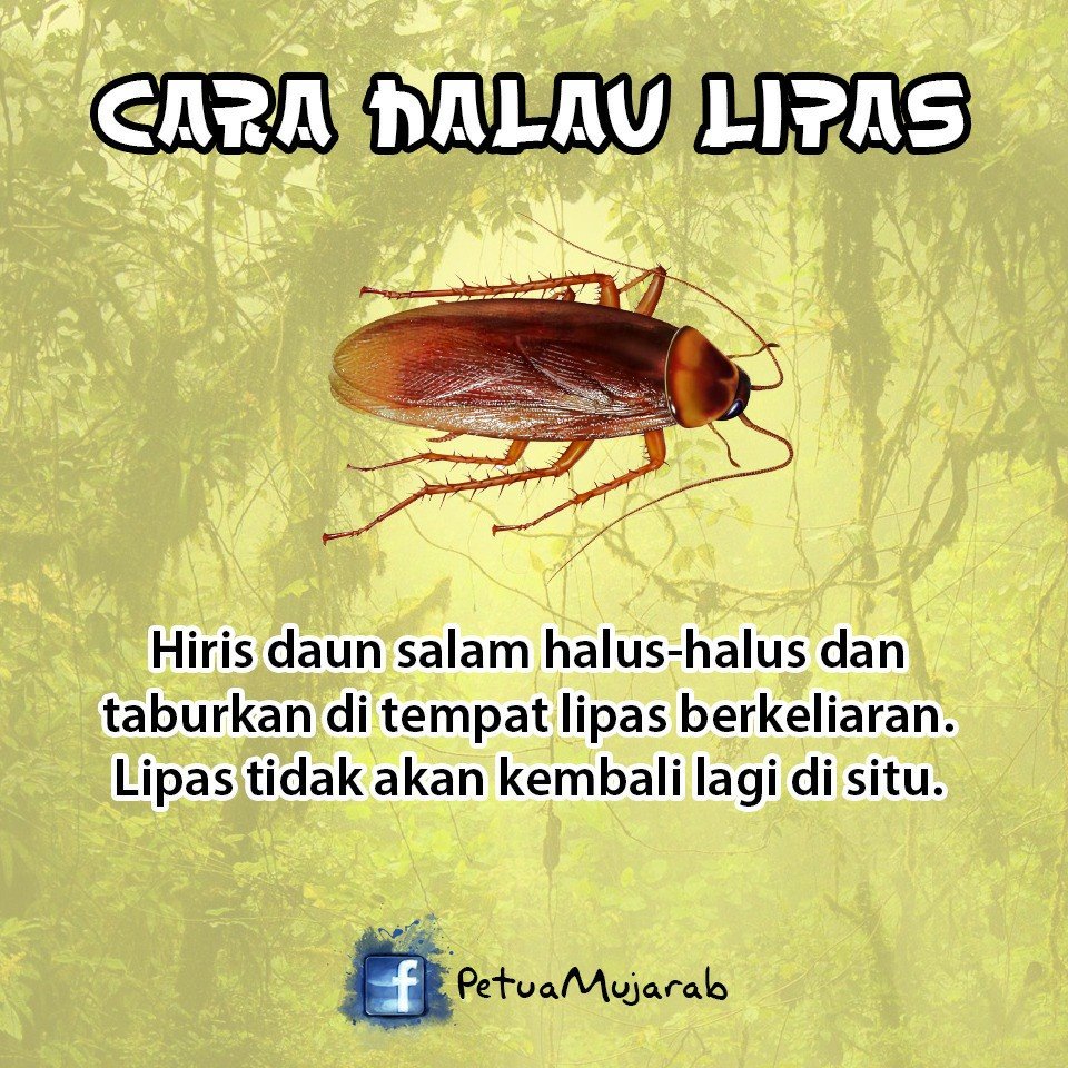 Cara praktis usir 10 hewan pengganggu dari rumah, berguna banget