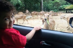 5 Wahana favorit pengunjung Taman Safari Indonesia saat musim libur