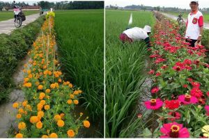 10 Potret sawah dengan pagar bunga, cantik dan baik untuk usir hama