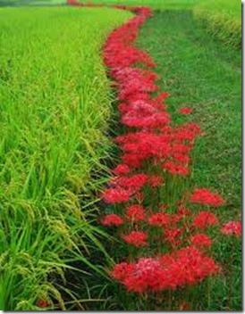 10 Potret sawah dengan pagar bunga, cantik dan baik untuk usir hama