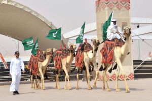 Unik, di negara ini unta ikut kontes kecantikan