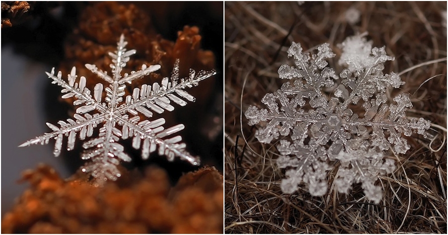 10 Foto makro butiran salju, ternyata bentuknya luar biasa indah