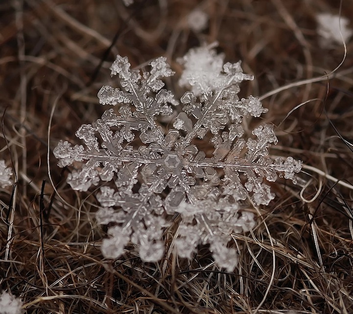 10 Foto makro butiran salju, ternyata bentuknya luar biasa indah