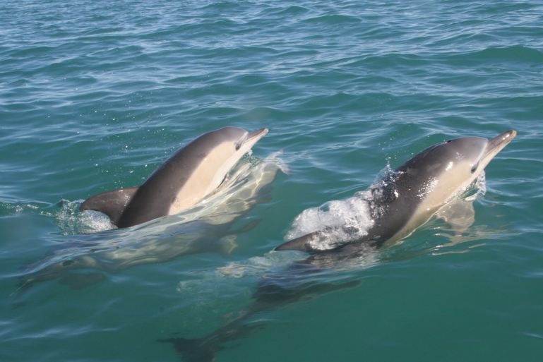 10 Ritual aneh hewan saat kawin, ada yang minum air kencing pasangan