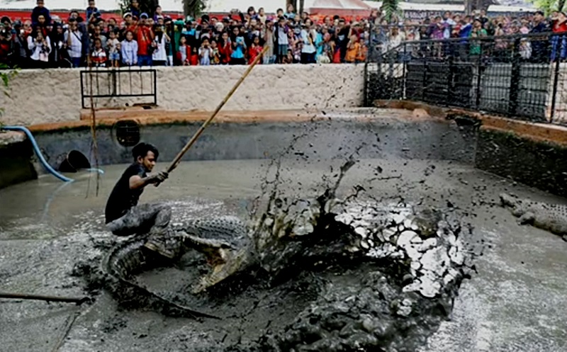 Detik-detik Panji Petualang hampir diterkam buaya, bikin histeris