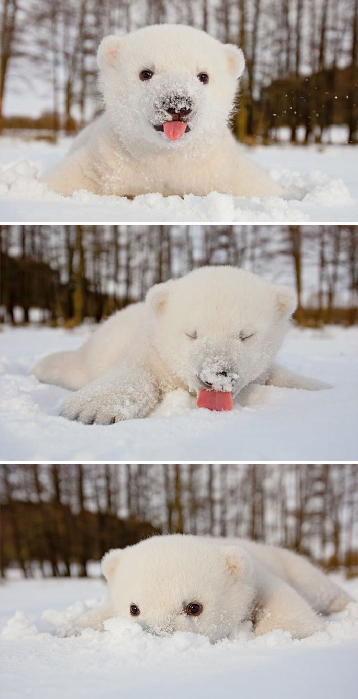  Ekspresi  lucu  10 hewan  saat sentuh salju ini bikin gemes 