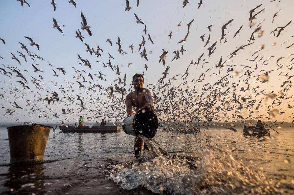 10 Potret momen migrasi burung laut ini sangat memesona, dramatis 