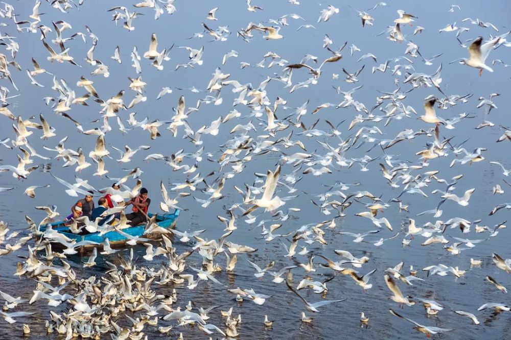 10 Potret momen migrasi burung laut ini sangat memesona, dramatis 