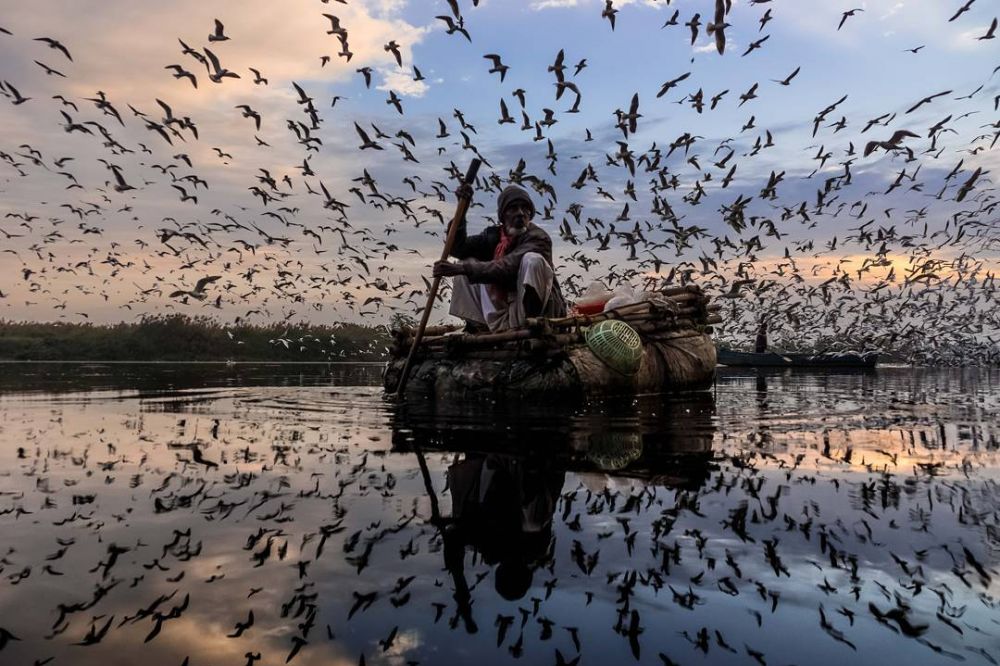 10 Potret momen migrasi burung laut ini sangat memesona, dramatis 