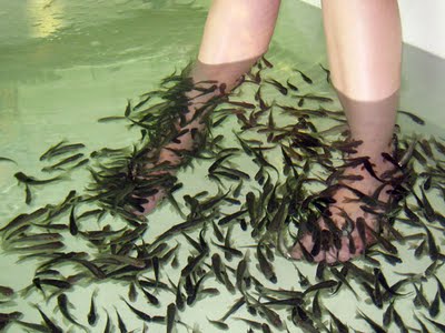 Tak cuci kaki 10 tahun, pria ini bikin ikan di kolam terapi mati semua