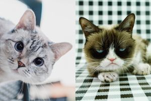 5 Akun Instagram kucing ini jumlah followersnya nyaingin artis