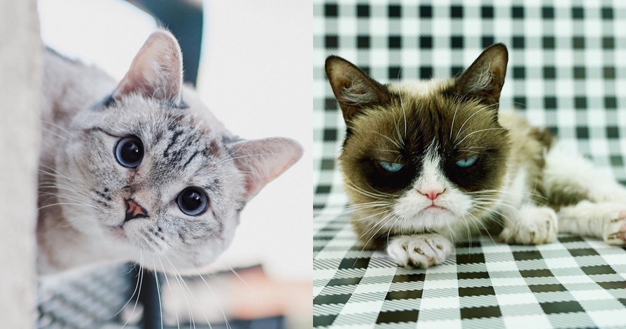 5 Akun Instagram kucing ini jumlah followersnya nyaingin artis
