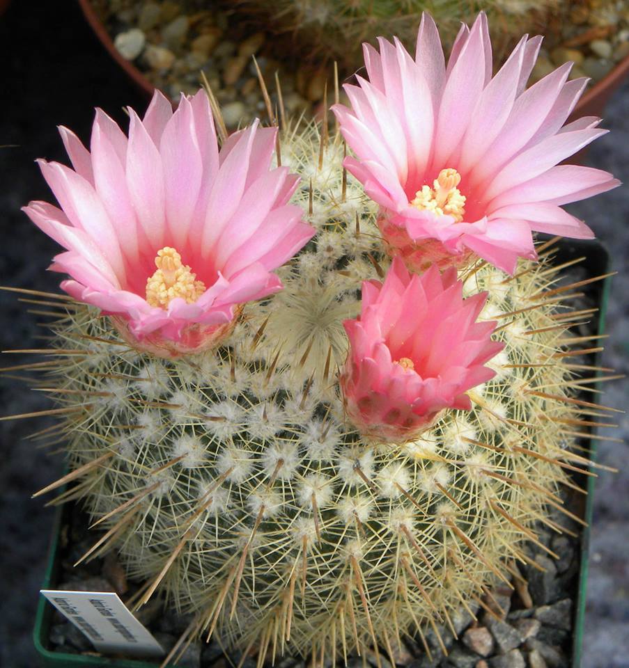 8 Jenis kaktus  hias paling kece dijamin bisa permanis 