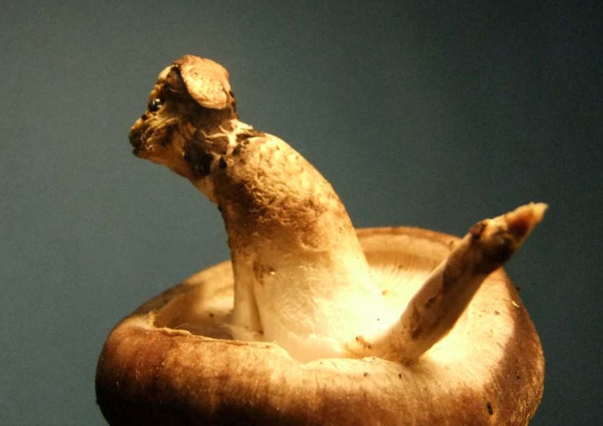 Kreasi bahan makanan menjadi 8 bentuk anjing ini unik banget