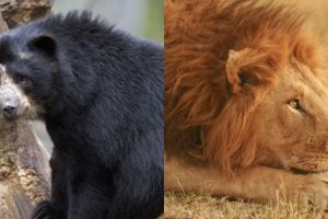 9 Daerah ini penduduknya hidup berdampingan dengan binatang buas