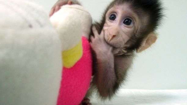 Ilmuwan China berhasil kloning dua bayi monyet, usia 7 dan 8 minggu